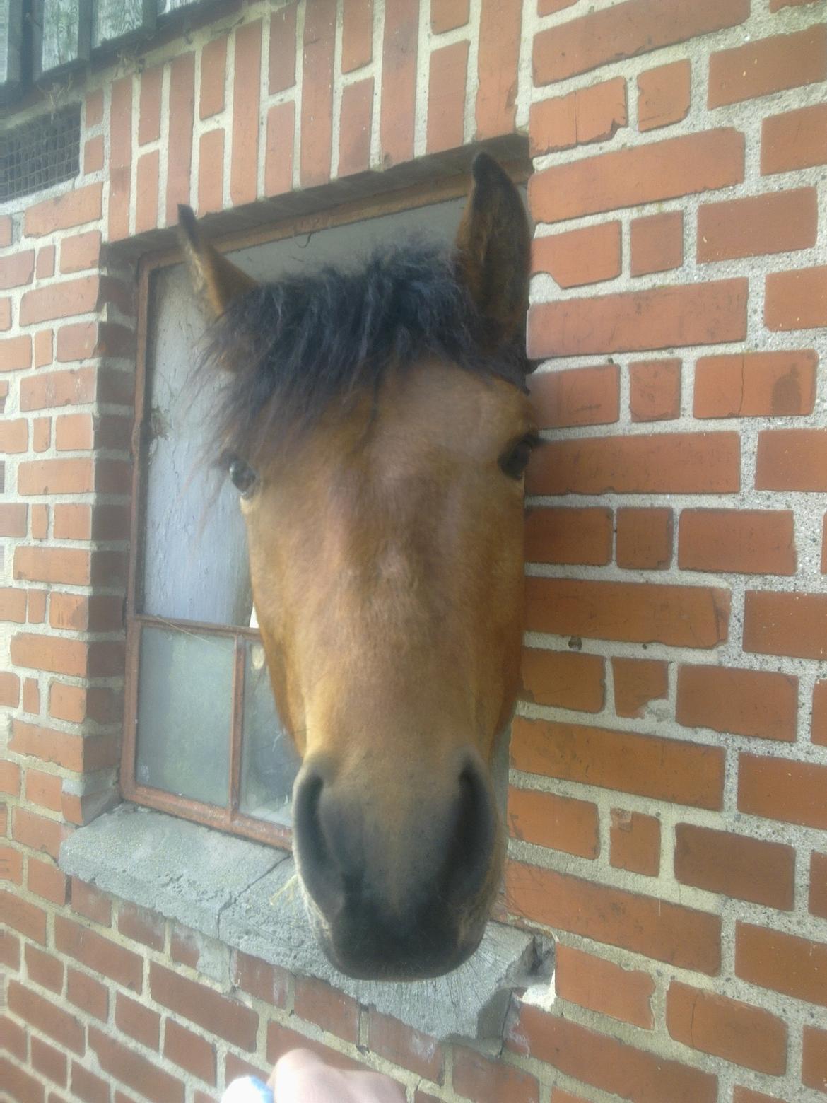 New Forest Roløkke Tuscan billede 11