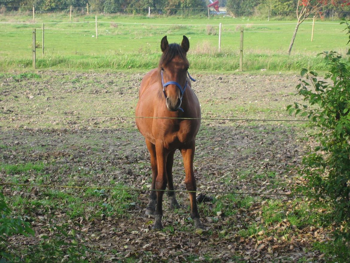 New Forest Roløkke Tuscan billede 12