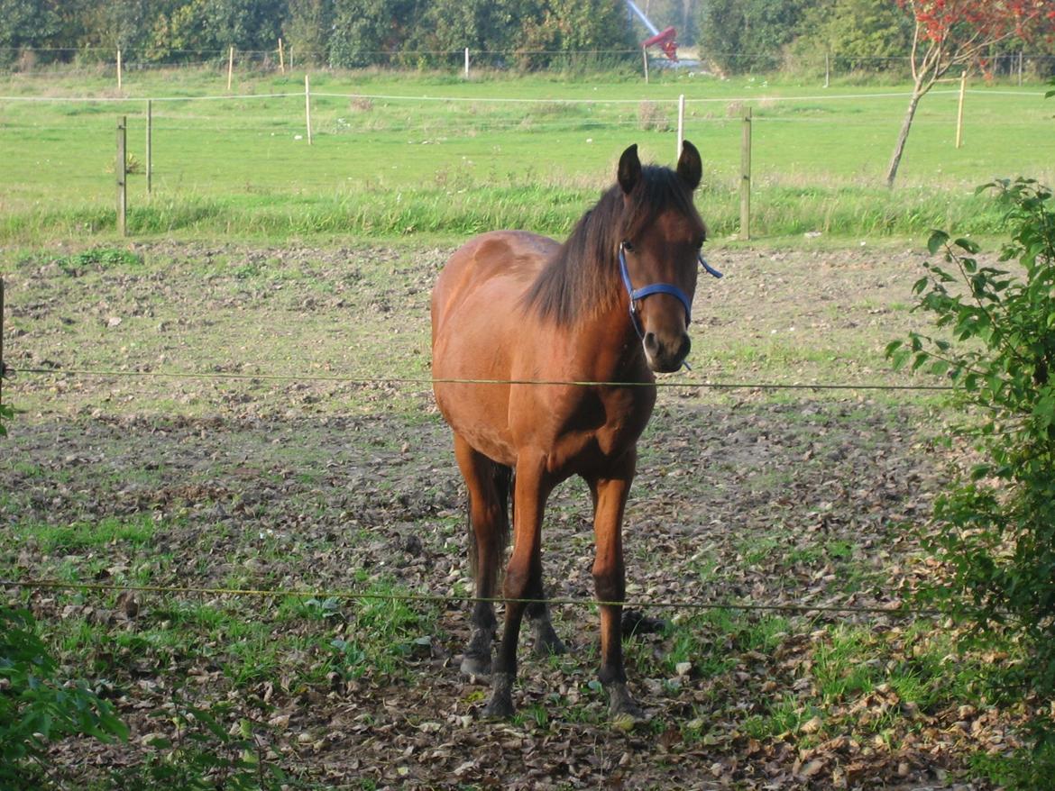 New Forest Roløkke Tuscan billede 13