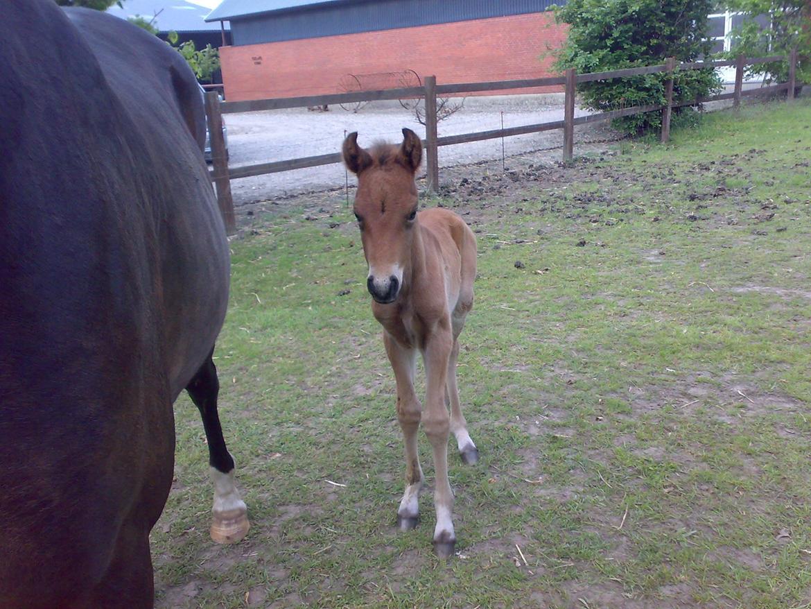 New Forest Roløkke Tuscan billede 14