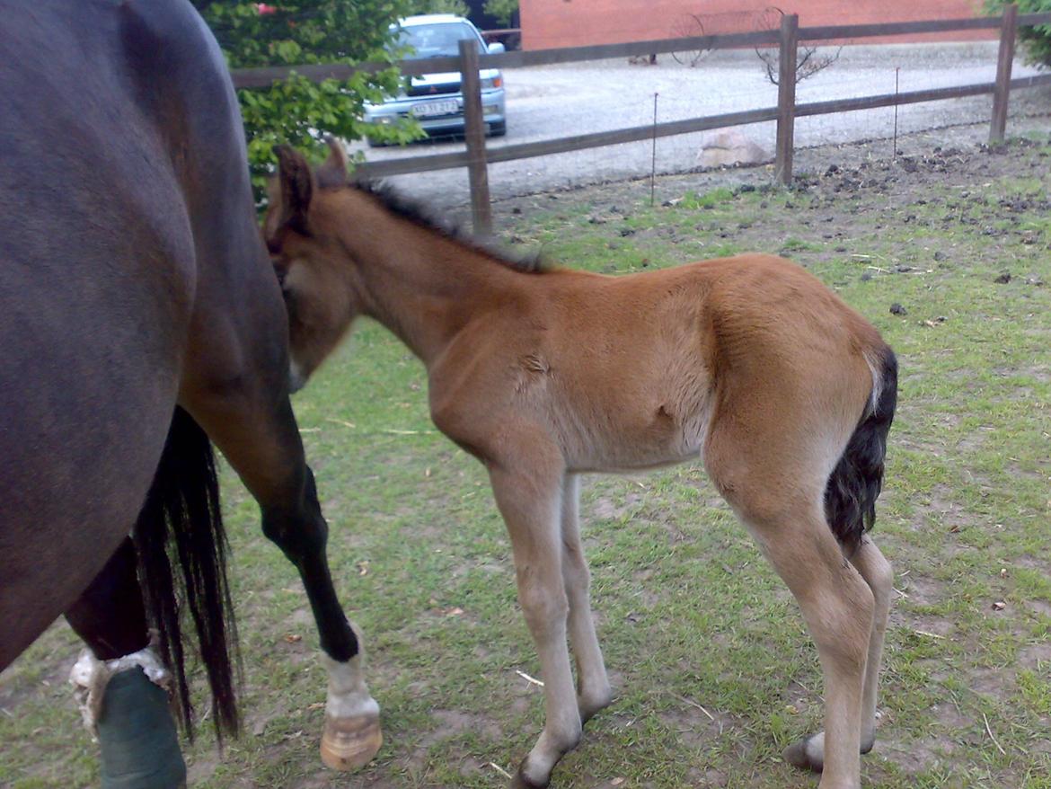 New Forest Roløkke Tuscan billede 15