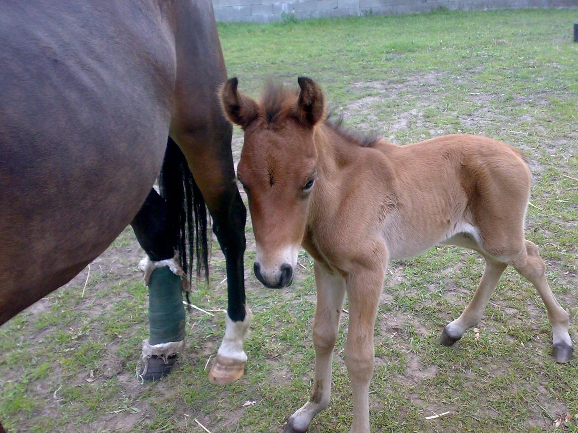 New Forest Roløkke Tuscan billede 16