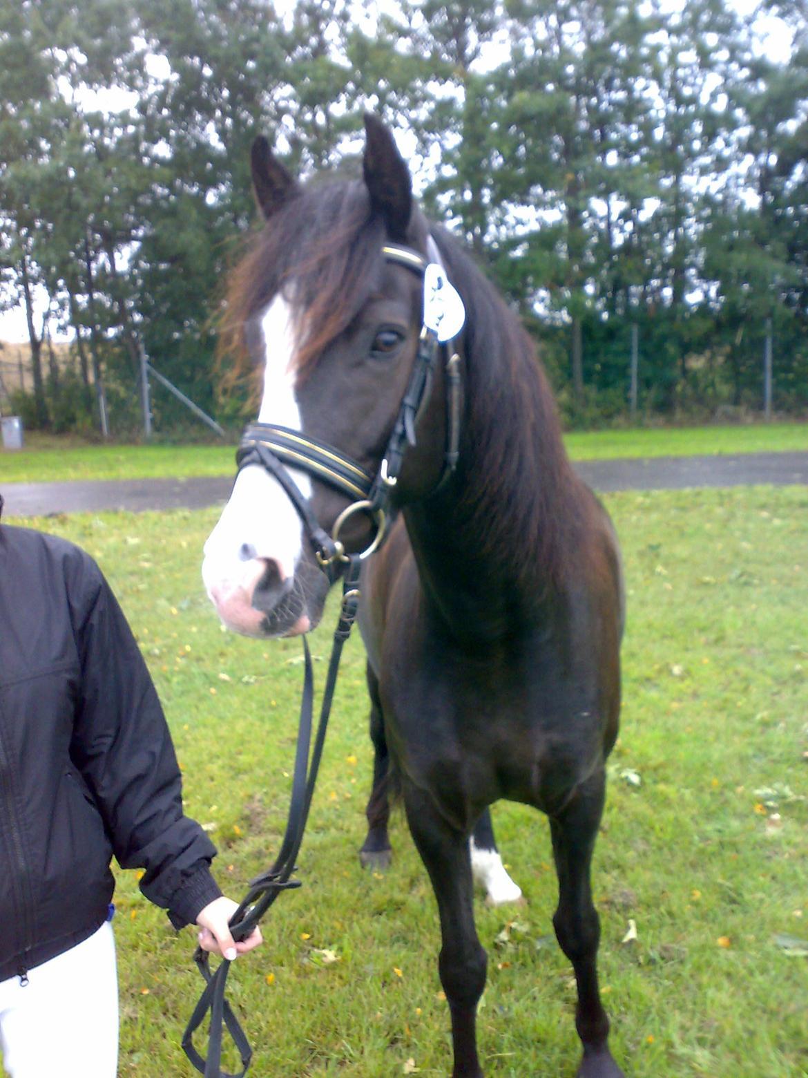 New Forest Roløkke Filur - Til Store Hestedag 2008 billede 18