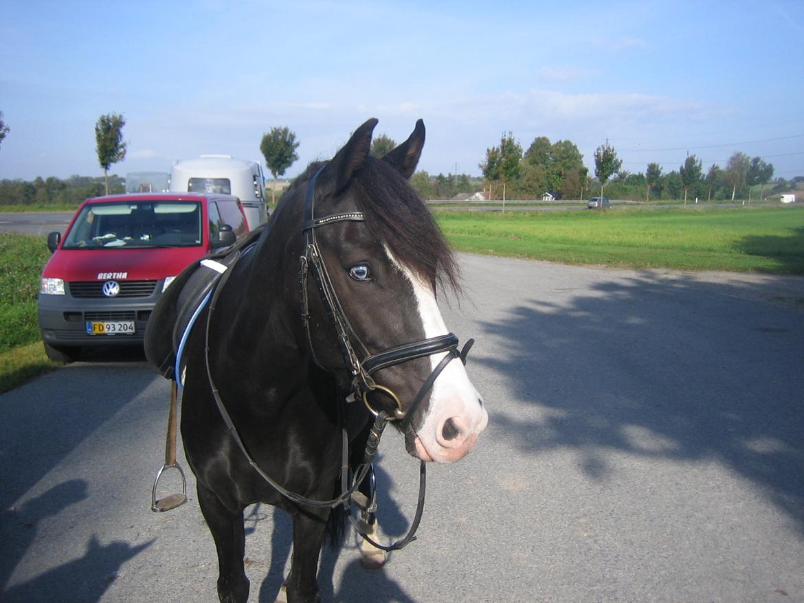 New Forest Roløkke Filur - Til NF championat i 2011.. billede 19