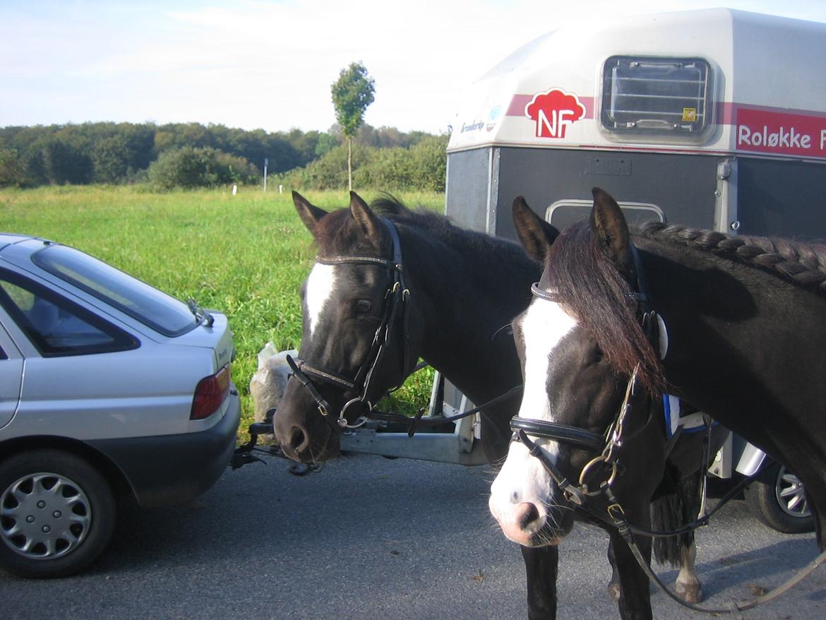 New Forest Roløkke Filur - Til NF championat med lillesøster Kjølens Fandango i 2011.. billede 20