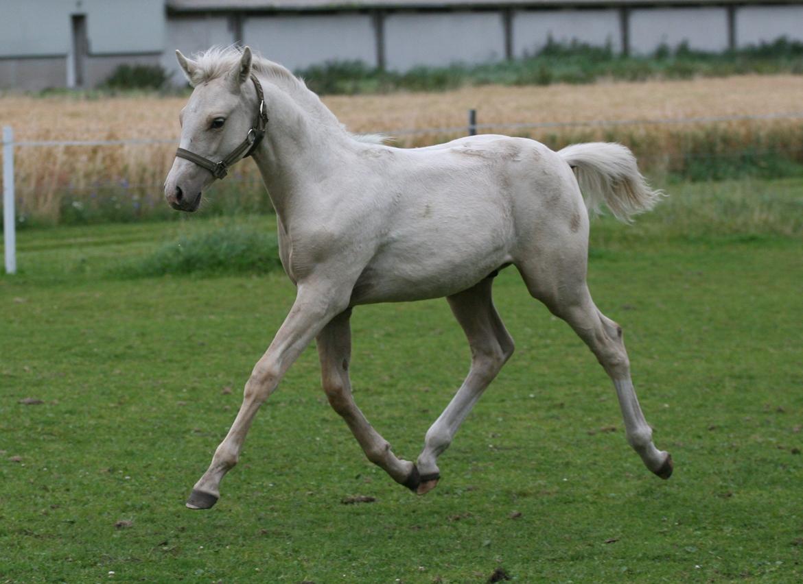 DSP Lykkebo Concordio billede 9