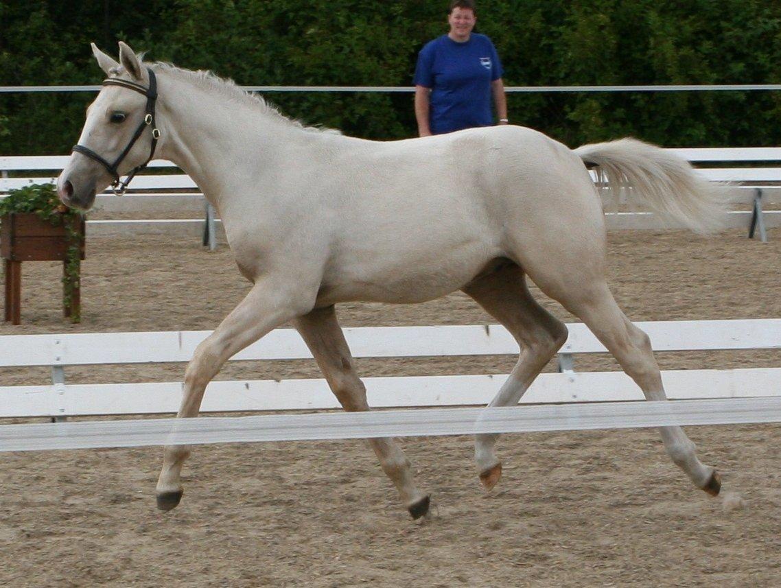 DSP Lykkebo Concordio billede 10