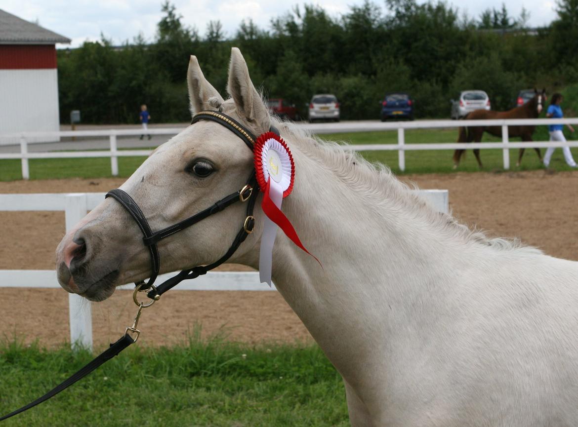 DSP Lykkebo Concordio billede 11