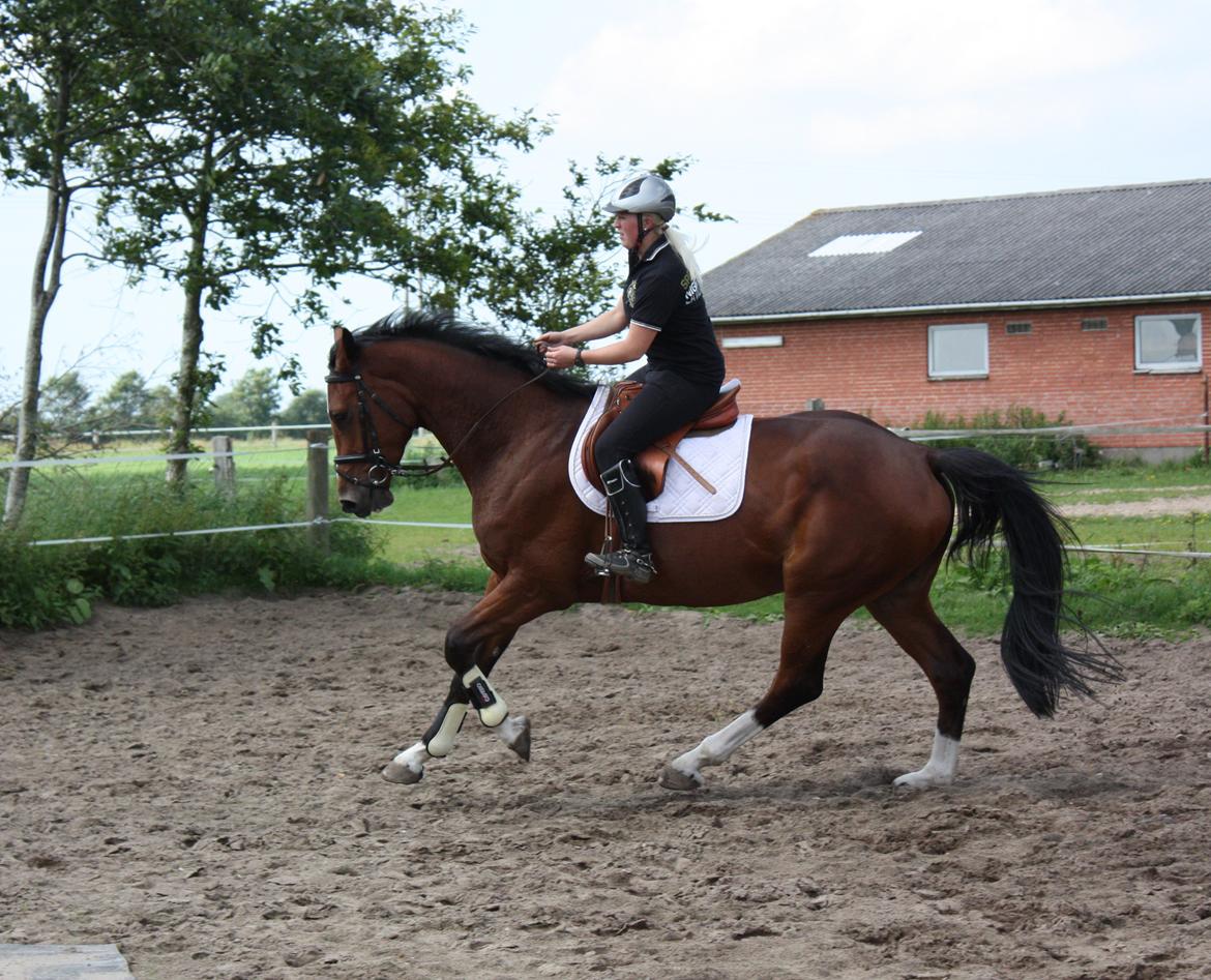 Holstener Akita Højgård.  (Holstener) - hi hi vi har lige lavet andspring og sikke en galop hun har.  billede 8