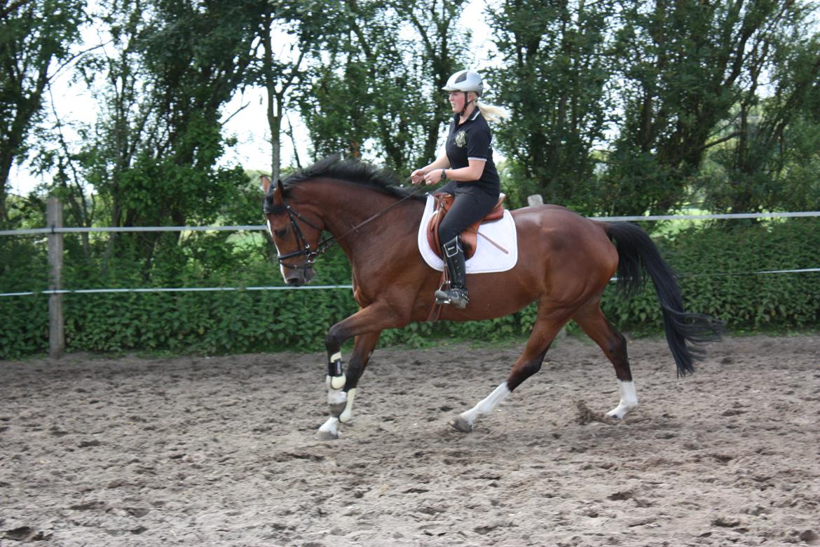 Holstener Akita Højgård.  (Holstener) - Hun har en kanon galop. kun anden gang jeg rider hende. billede 9