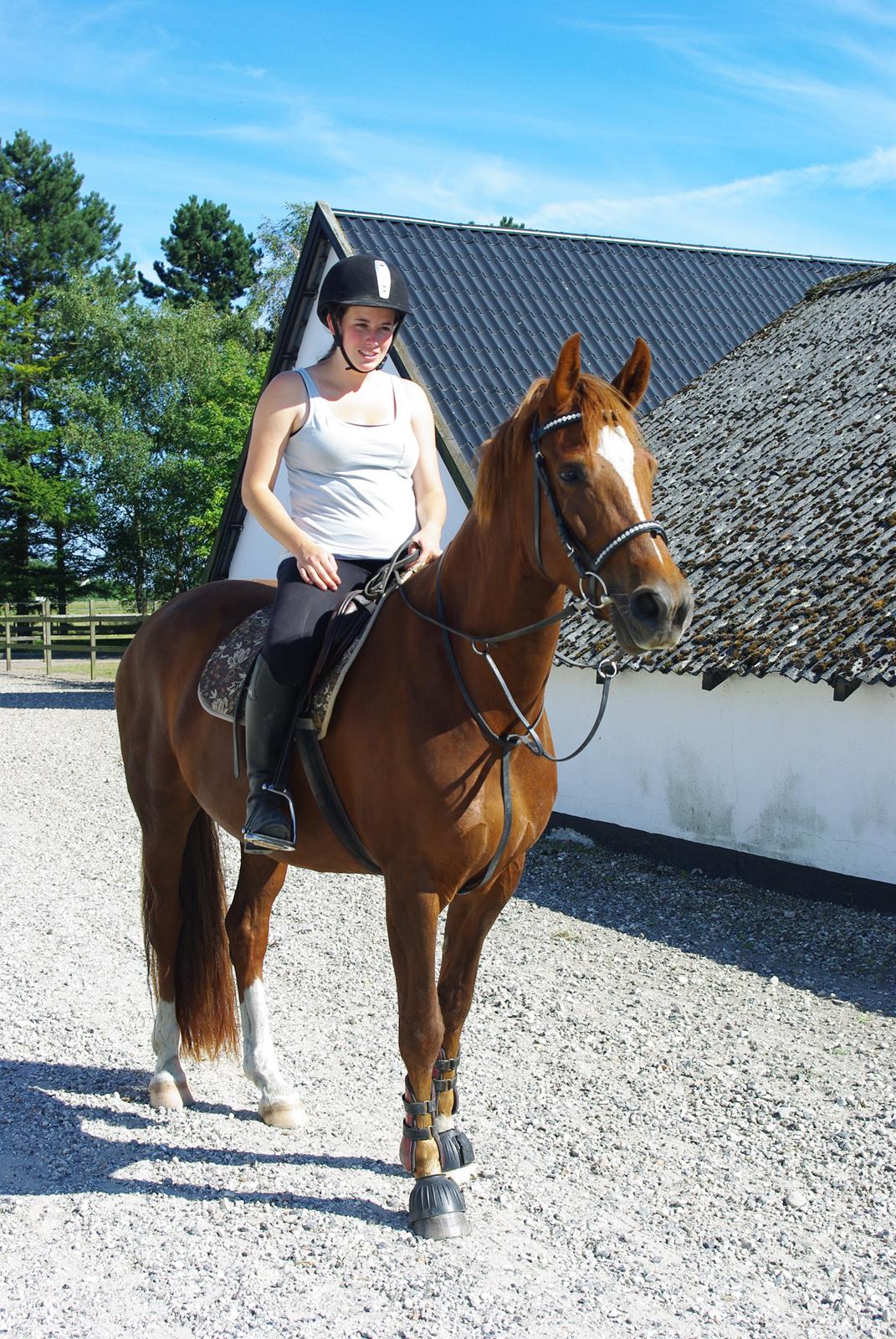 Welsh Partbred (Sec F) Kikkes Stjerne billede 1