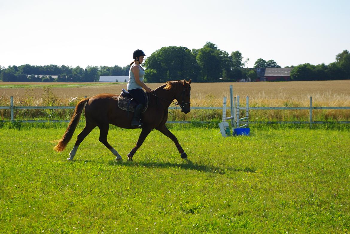 Welsh Partbred (Sec F) Kikkes Stjerne billede 5