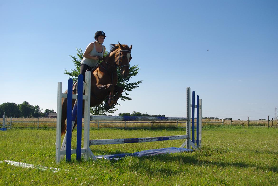 Welsh Partbred (Sec F) Kikkes Stjerne billede 15