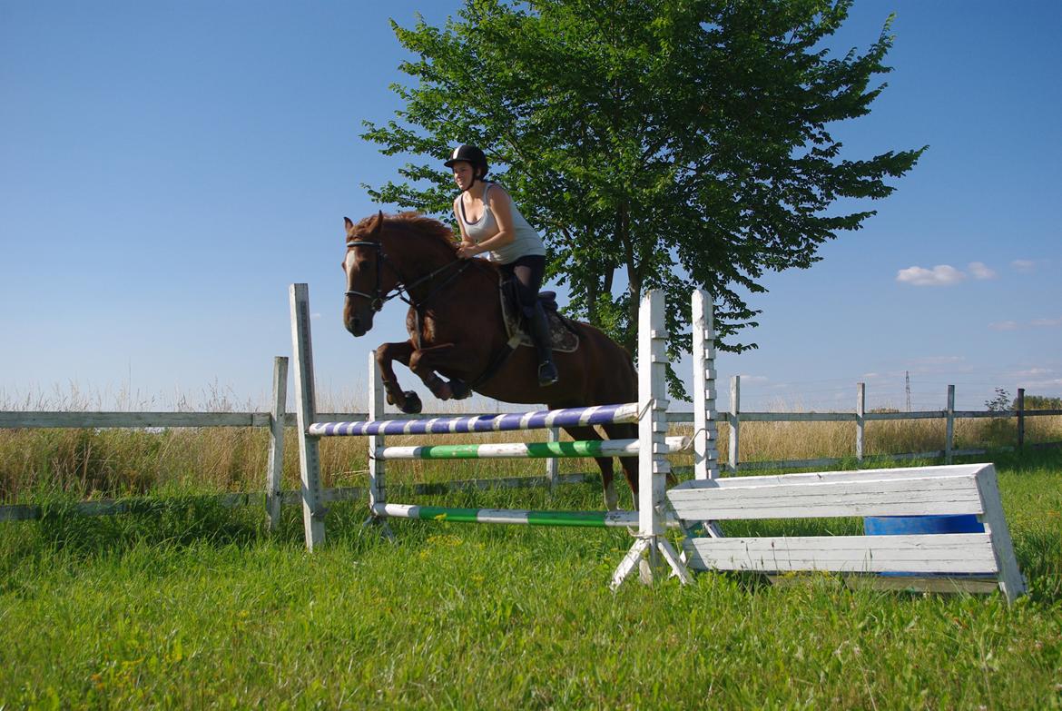 Welsh Partbred (Sec F) Kikkes Stjerne billede 16