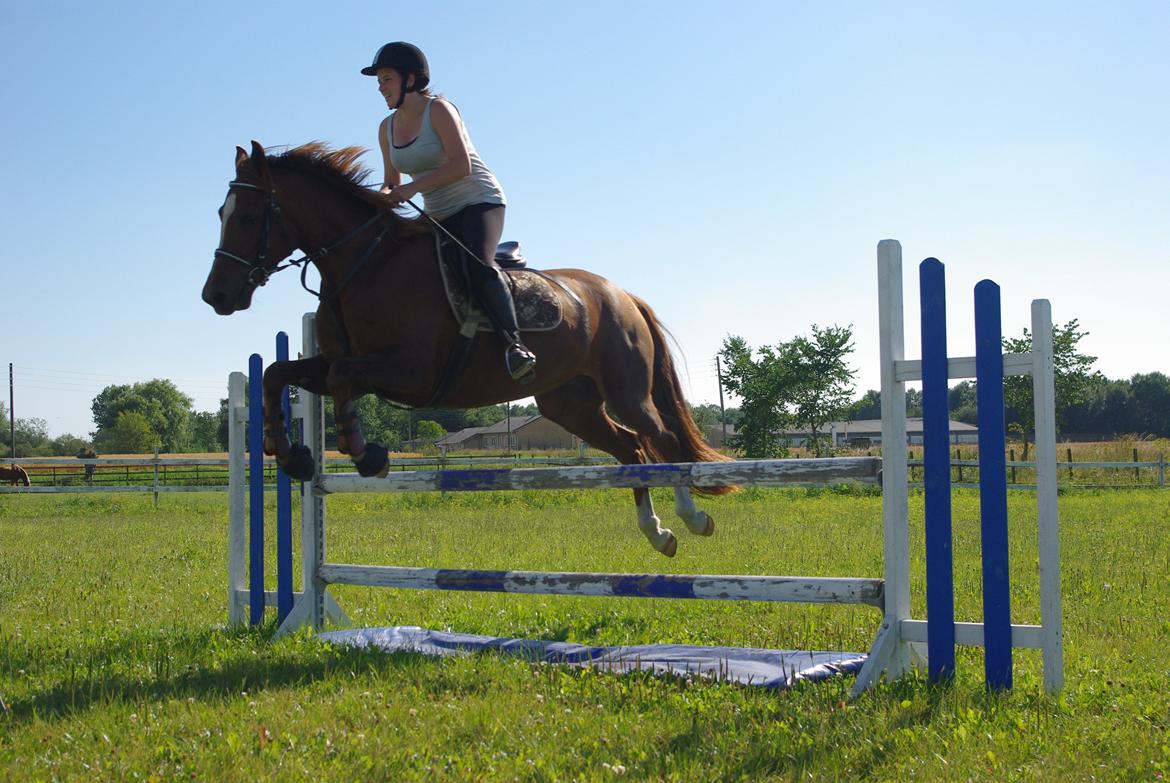 Welsh Partbred (Sec F) Kikkes Stjerne billede 18