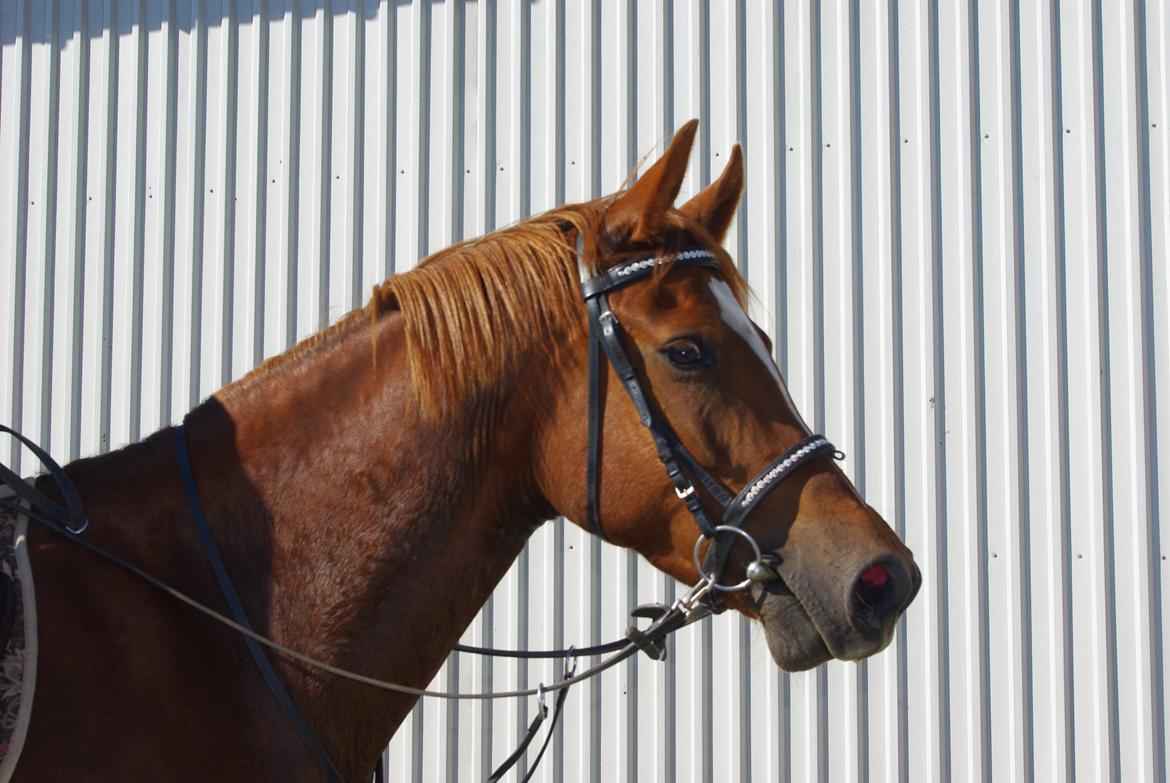 Welsh Partbred (Sec F) Kikkes Stjerne billede 19