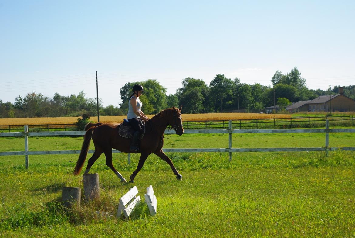 Welsh Partbred (Sec F) Kikkes Stjerne billede 20