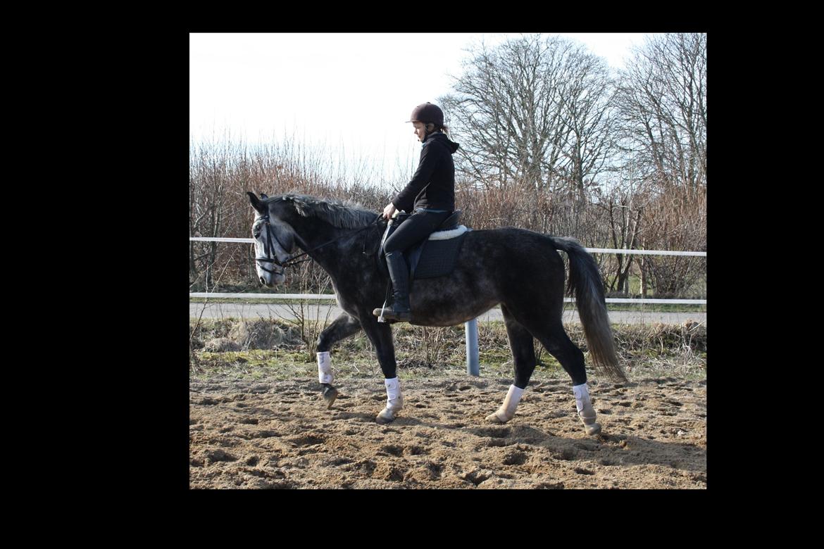 Anden særlig race Cara - SOLGT billede 3