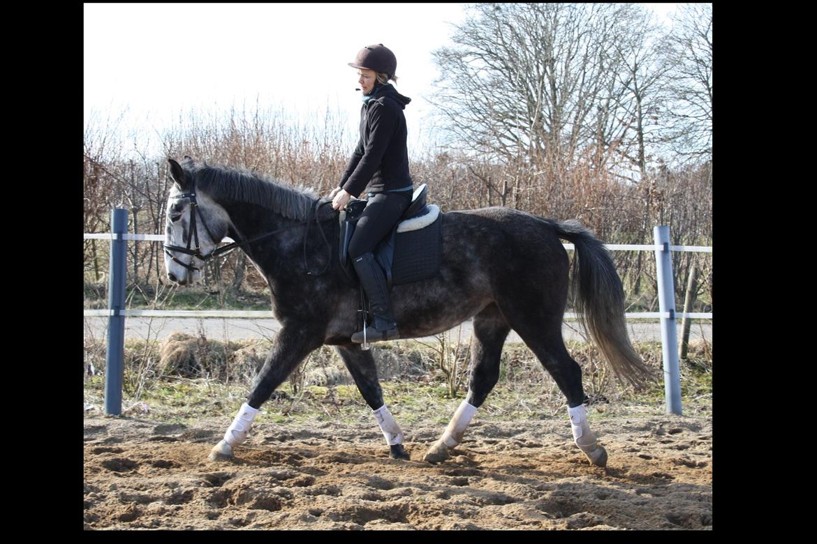 Anden særlig race Cara - SOLGT billede 4