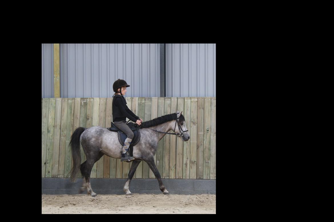 Welsh Pony (sec B) Romeo - SOLGT billede 9