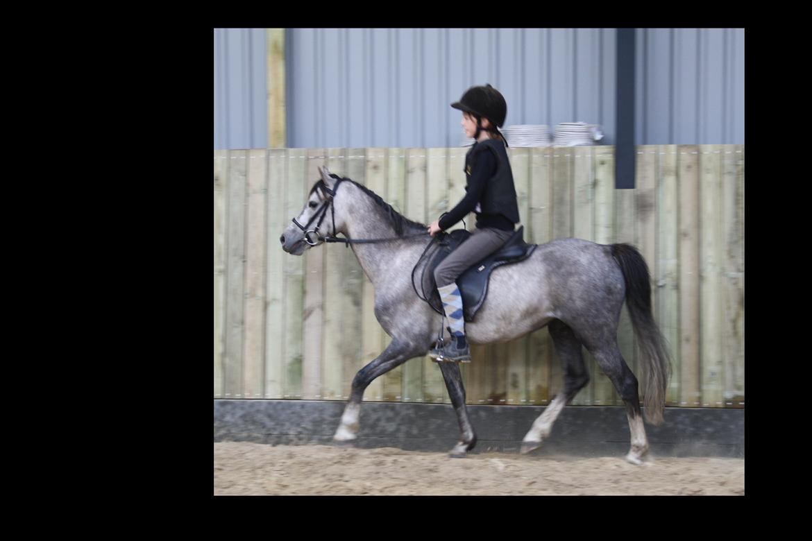 Welsh Pony (sec B) Romeo - SOLGT billede 10