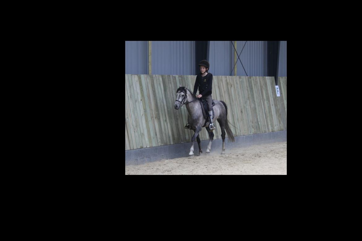 Welsh Pony (sec B) Romeo - SOLGT billede 11