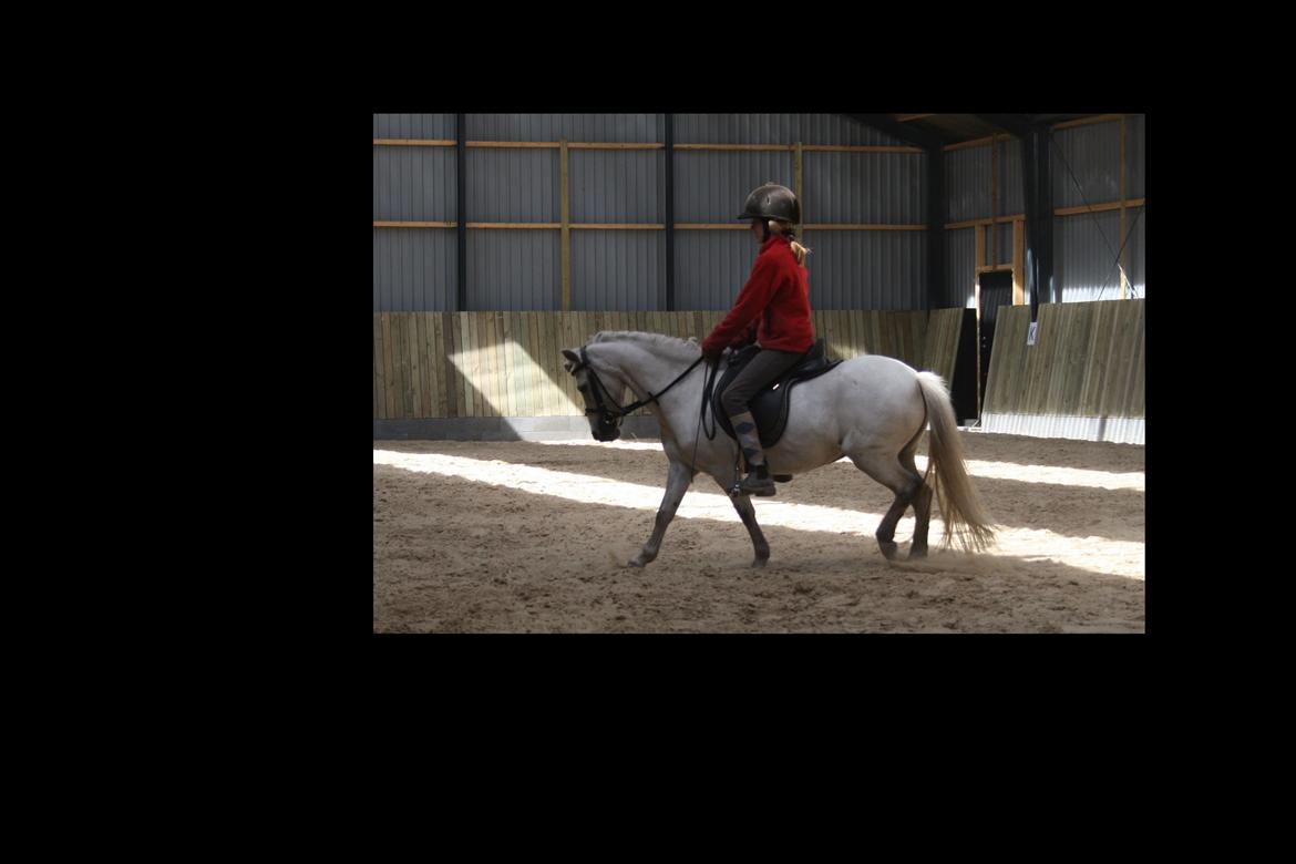 Anden særlig race Welsh mountain Mille SOLGT billede 15