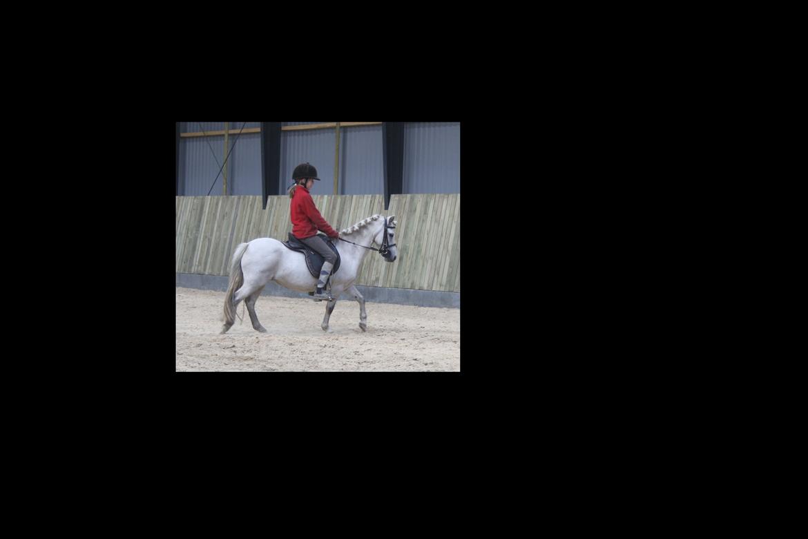 Anden særlig race Welsh mountain Mille SOLGT billede 16