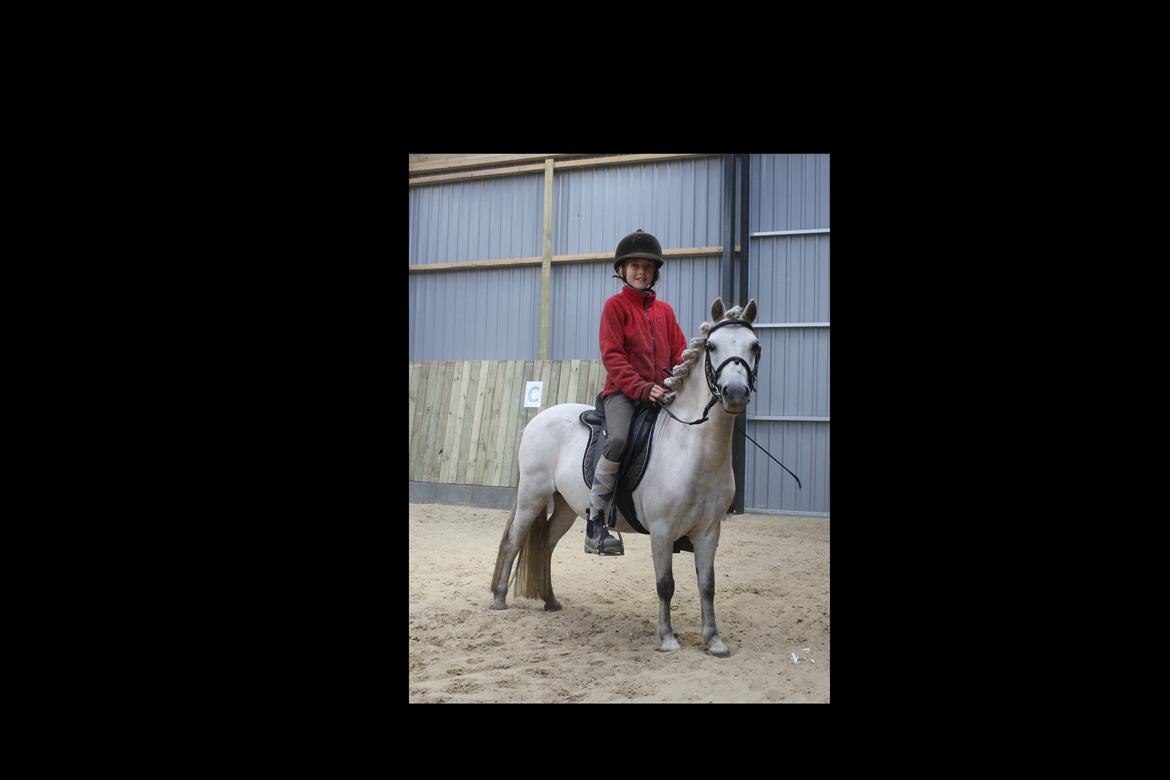 Anden særlig race Welsh mountain Mille SOLGT billede 1