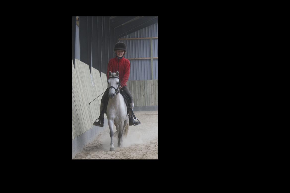 Anden særlig race Welsh mountain Mille SOLGT billede 18