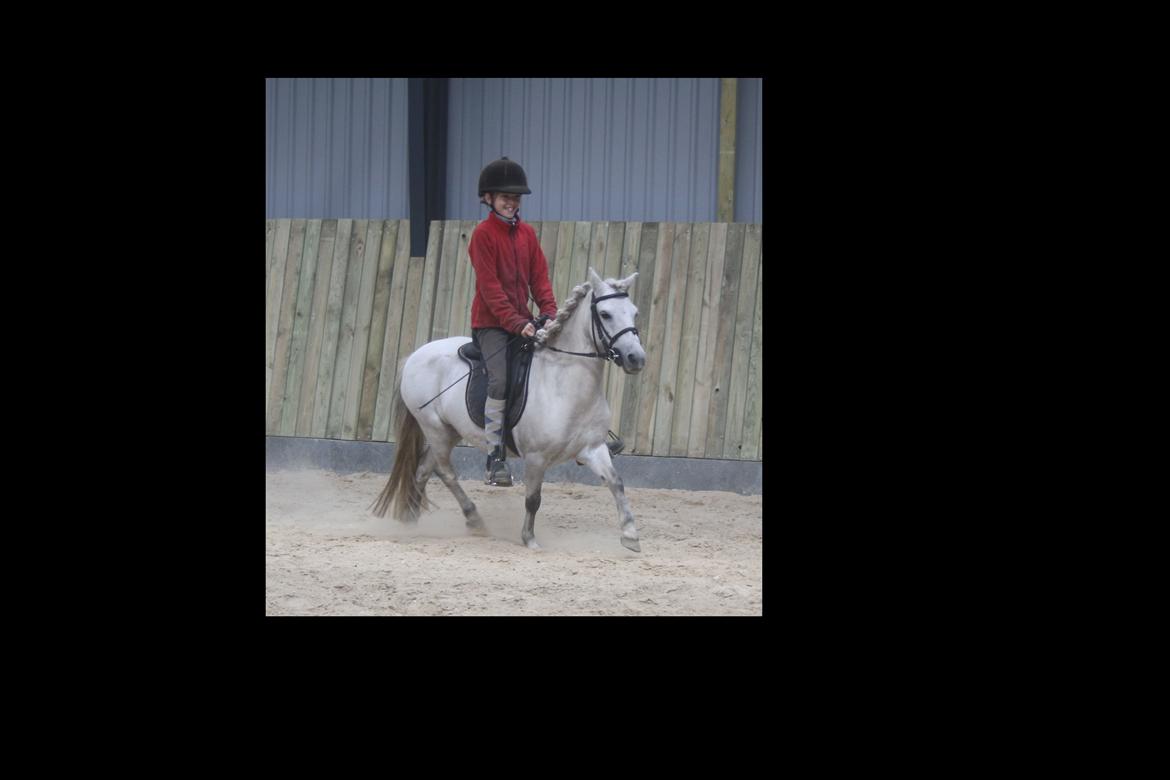 Anden særlig race Welsh mountain Mille SOLGT billede 19