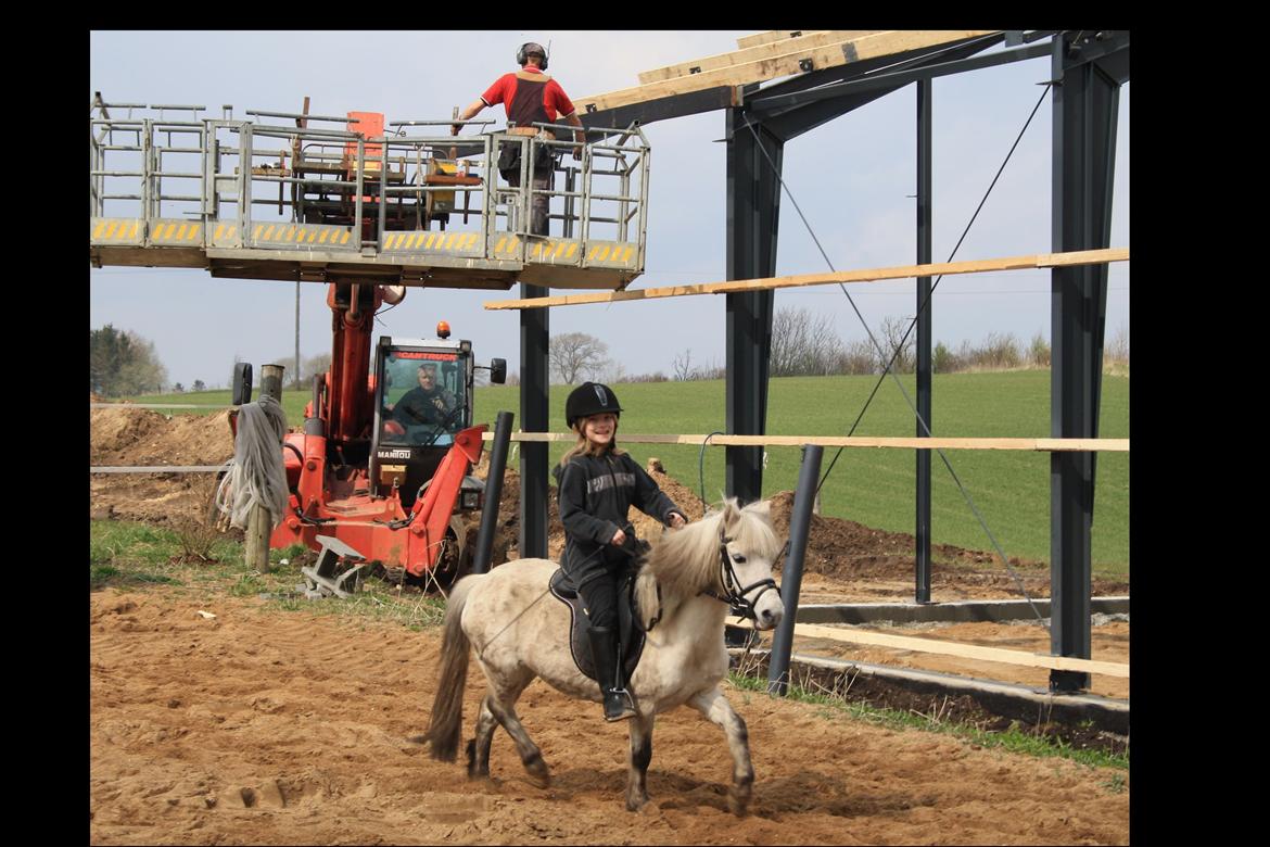 Anden særlig race Welsh mountain Mille SOLGT - Kristine på 9 år er ude og få prøve Mille en tur ;-) 
Total kold overfor byggeriet. billede 20