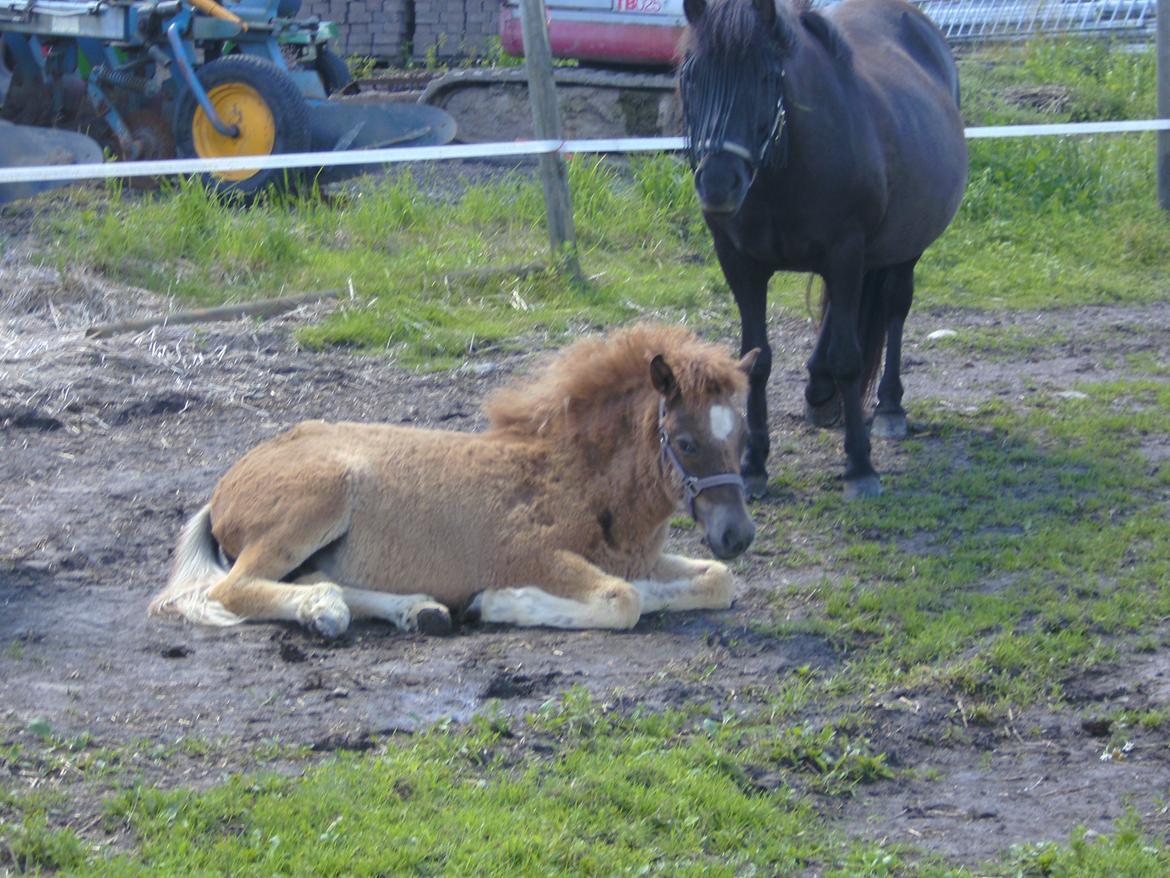 Islænder Gæfa fra Hejelte  - null billede 20