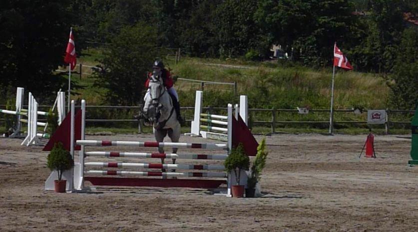 Dansk Varmblod Møgelbjerg's Carreras - Karlslunde Open 0 fejl. billede 3