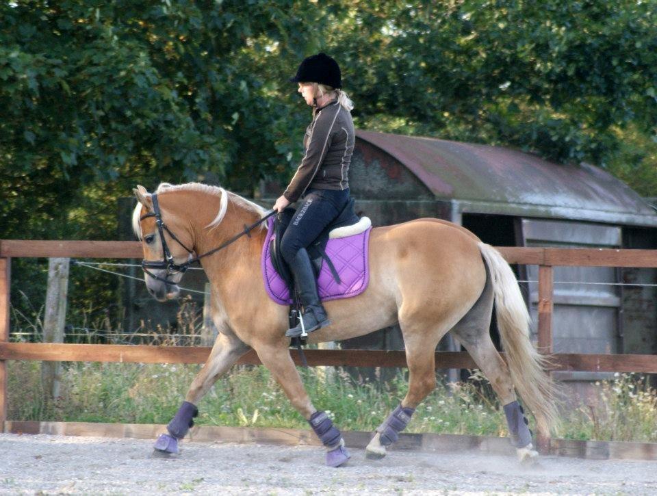 Haflinger My Fair Lady.SAVNET ;( - træning 14-8-2012 billede 4