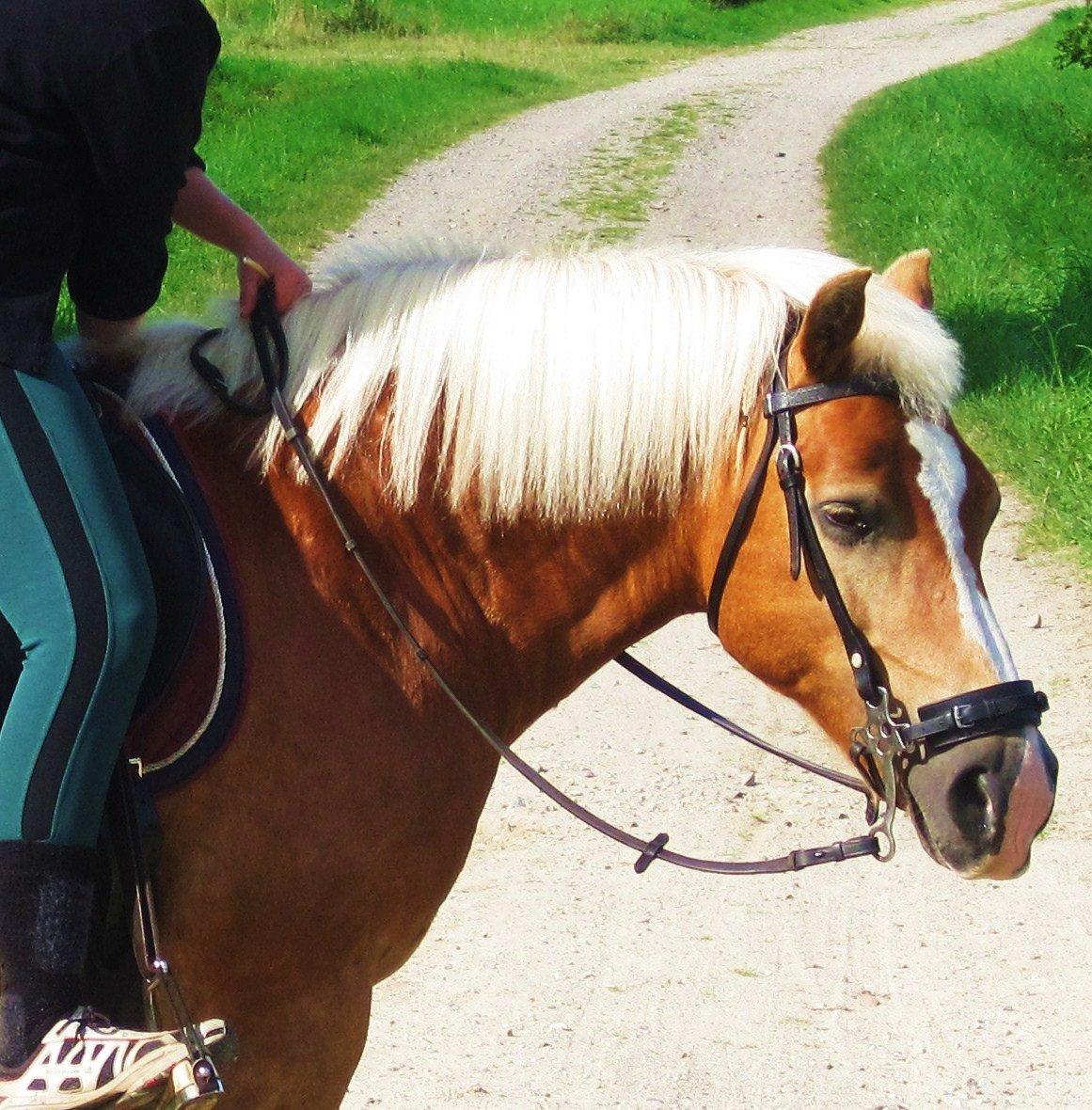 Haflinger Nina [Himmelhest] billede 4
