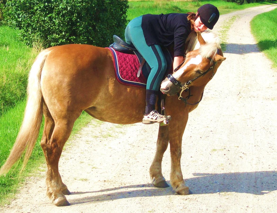 Haflinger Nina [Himmelhest] billede 6