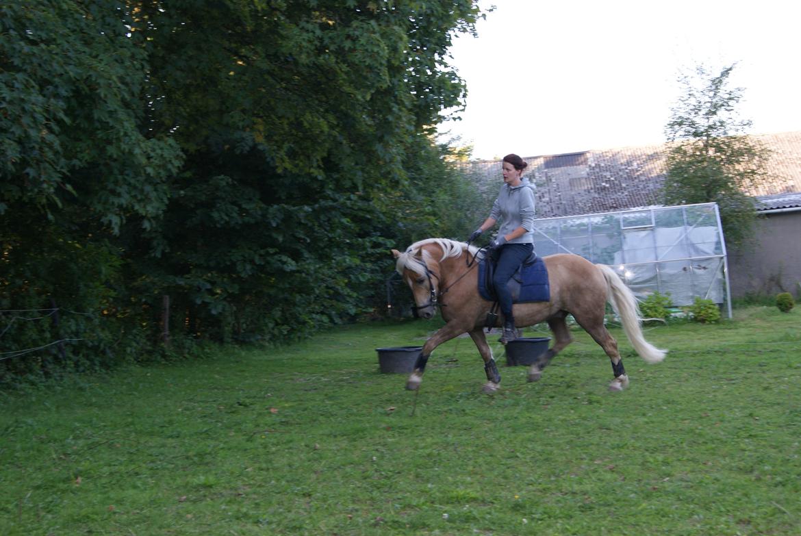 Haflinger stenbro´s starlight billede 15