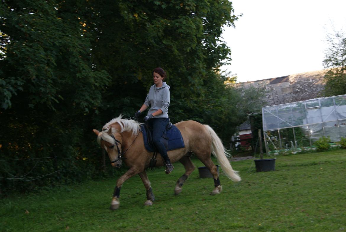 Haflinger stenbro´s starlight billede 16