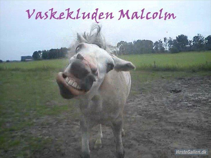 Anden særlig race Malcolm - Billede taget fra en video som jeg tog da ponsen lige havde rullet sig på folden, og fandt ud af at han lignede lidt en brugt vaskeklud :-D billede 16