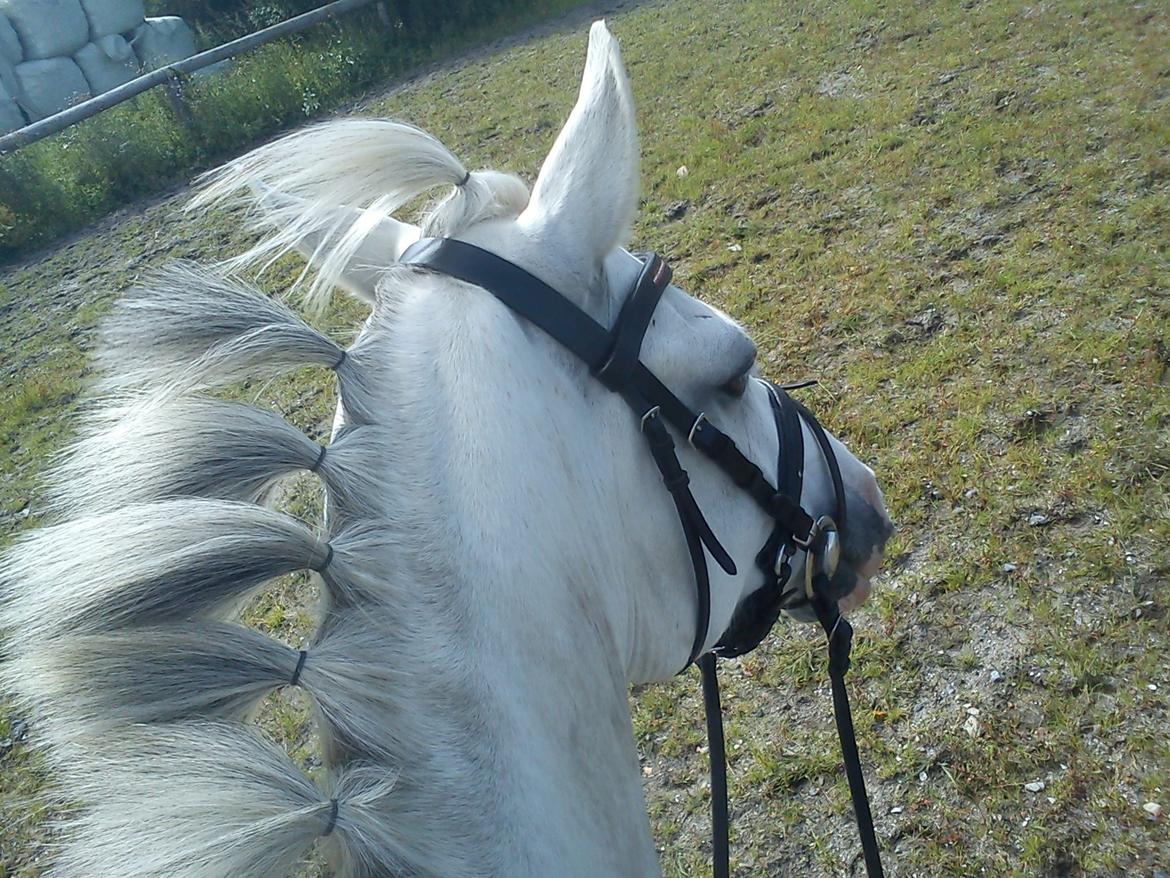 Anden særlig race Malcolm - Du er en tot!.. Men du er min tot :-* billede 19
