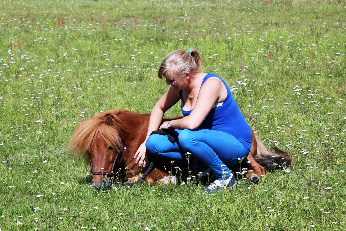 Shetlænder Nordhusets Hannibal Small <3 #Pony prinsen# - Hygge på folden! <3 billede 15