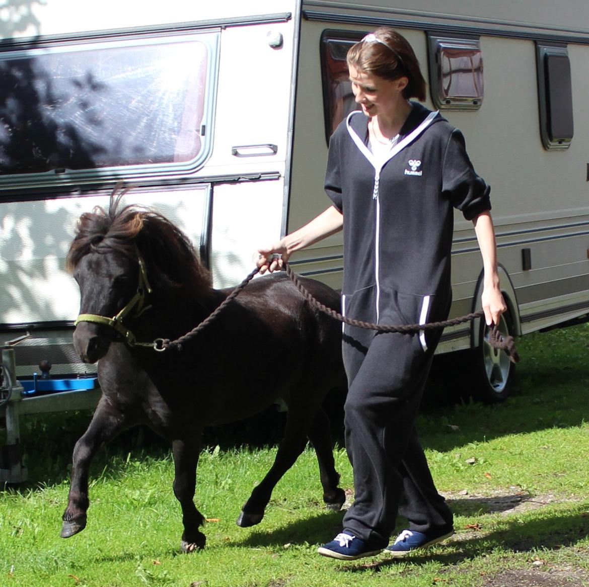 Miniature Black Speedy - BS er ved at lære noget nyt, hvad det ender med vides ikke passage måske? Lige nu er det nogle spanske skridt i trav. 6. August 2012 (© - Må ikke kopieres) billede 13
