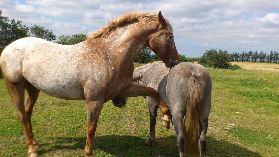 Appaloosa Mister Sebrano billede 12