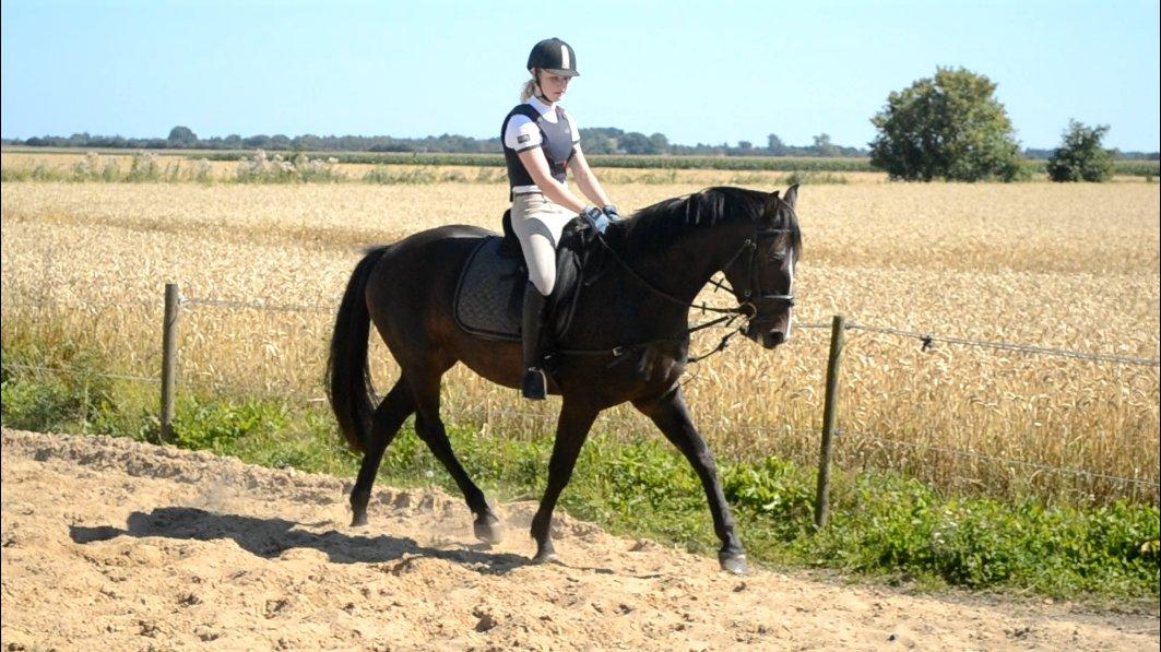 Dansk Varmblod / Sportspony   November Surprise - November traver for første gang med rytter, min engel (: billede 18