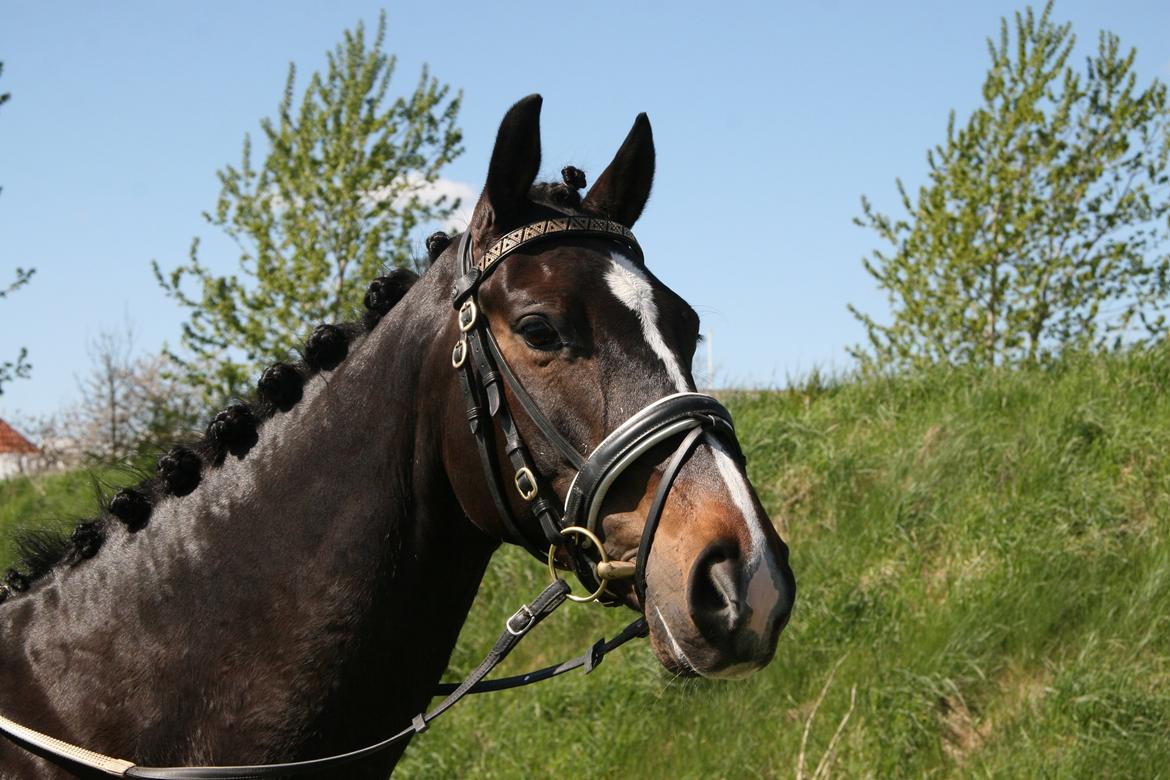 Dansk Varmblod Vadum Torp's Mikado - Velkommen til Mikados profil billede 1