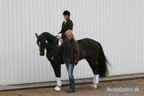 Dansk Varmblod Vadum Torp's Mikado - nr. 6 til egt billede 2