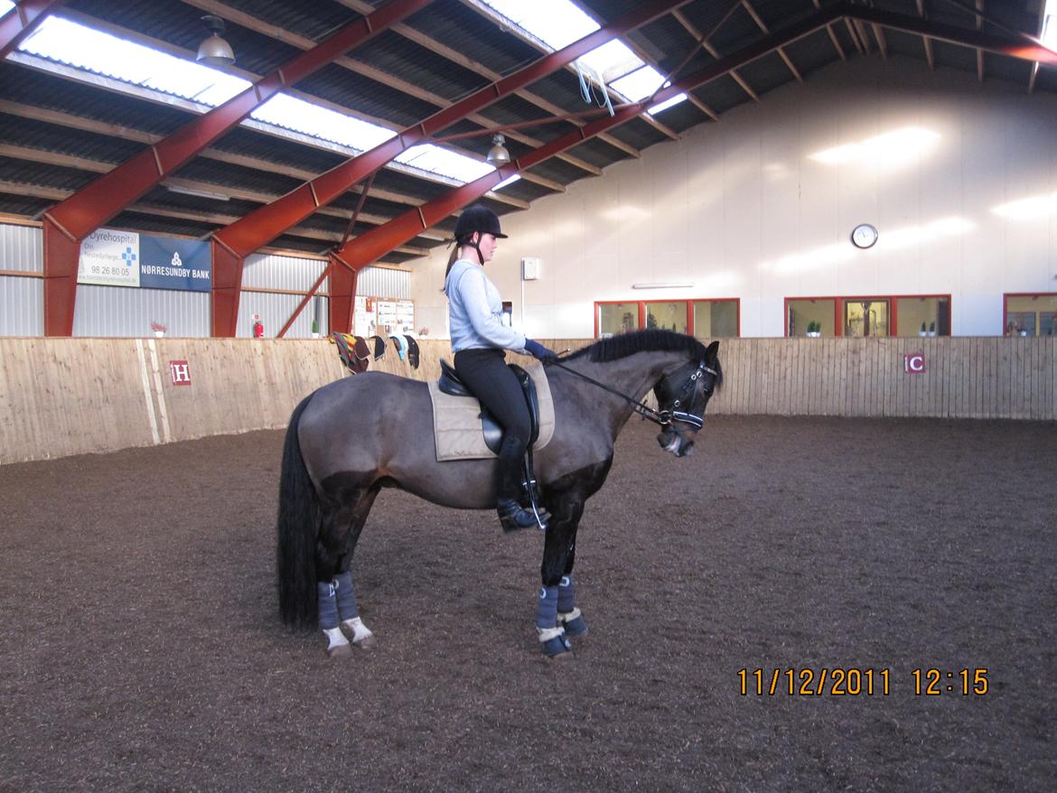 Dansk Varmblod Vadum Torp's Mikado - vintertræning 2011 billede 3