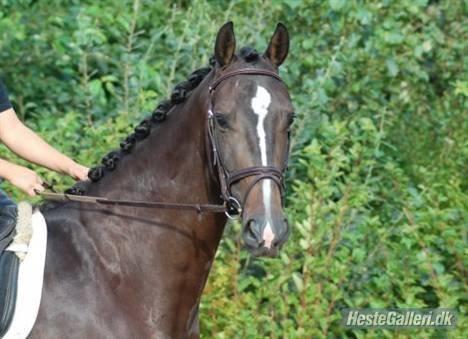 Dansk Varmblod Vadum Torp's Mikado billede 4