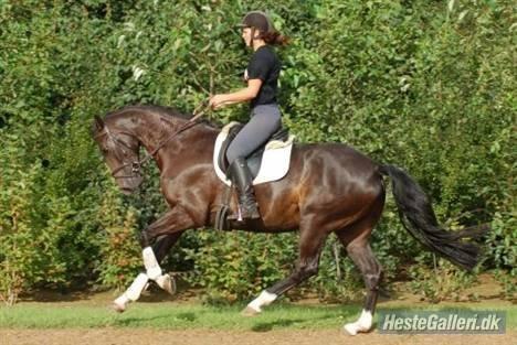 Dansk Varmblod Vadum Torp's Mikado - rides af beriderelev Sandra Jensen billede 5